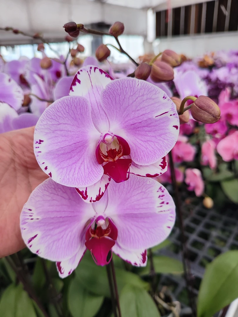 鲜花【闪边彩蝶】蝴蝶兰室内种植观赏送礼带花发货