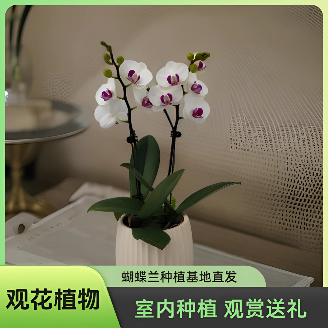 鲜花【雪玉】蝴蝶兰室内种植观赏送礼带花发货