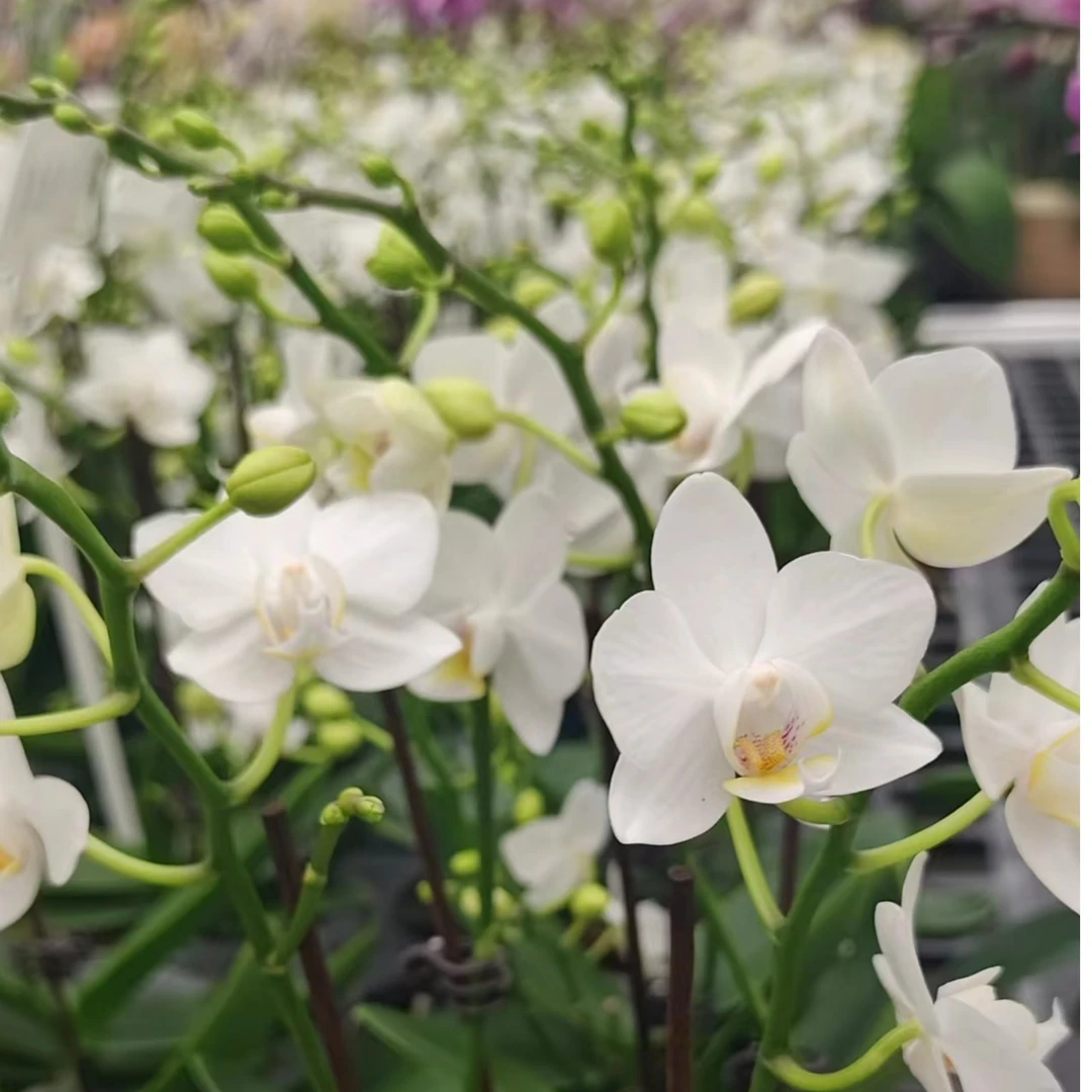 【安祖伯尔尼】蝴蝶兰室内种植观赏送礼带花发货