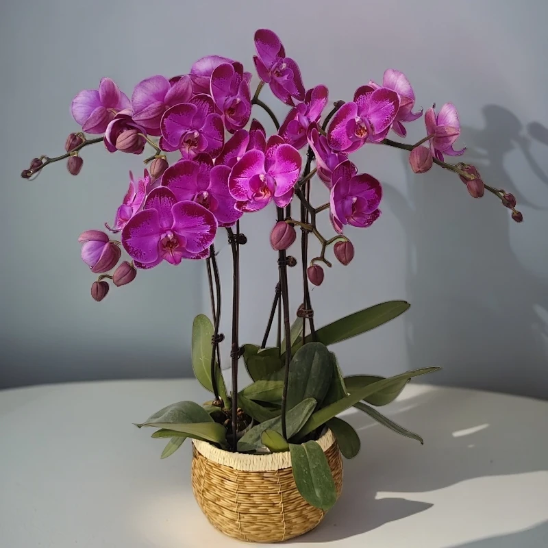 鲜花【潮流】蝴蝶兰室内种植观赏送礼带花发货