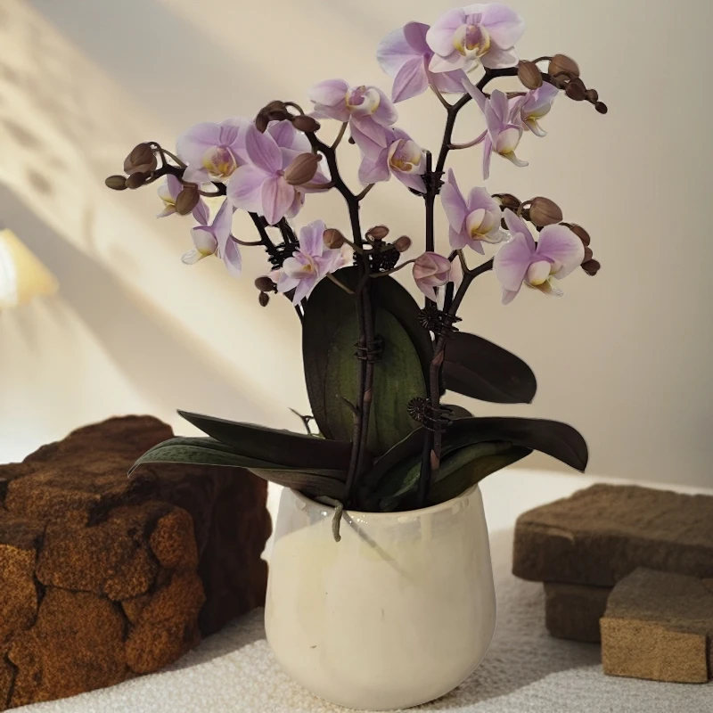 鲜花【槟榔西施】蝴蝶兰室内种植观赏送礼带花发货