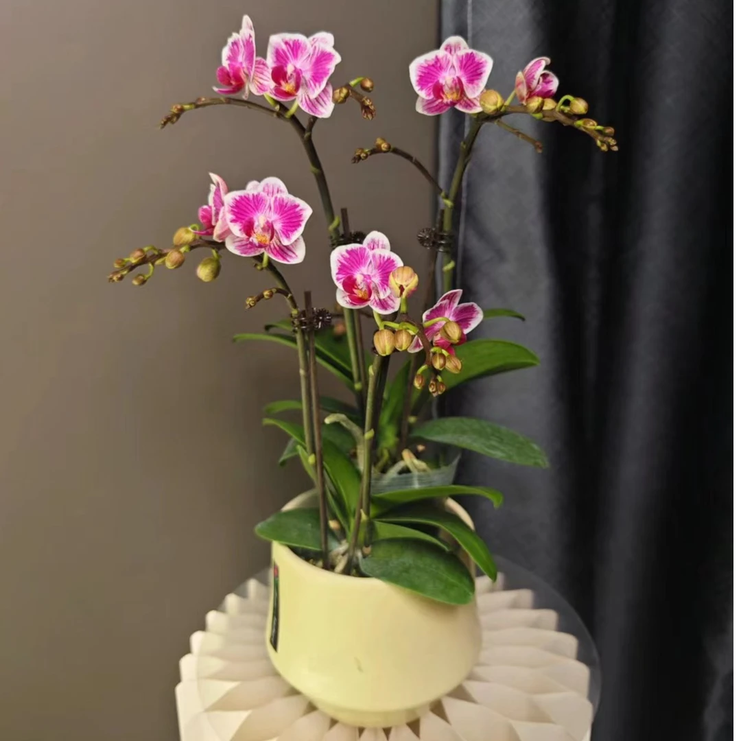 鲜花 【三色彩虹】蝴蝶兰室内种植观赏送礼带花发货