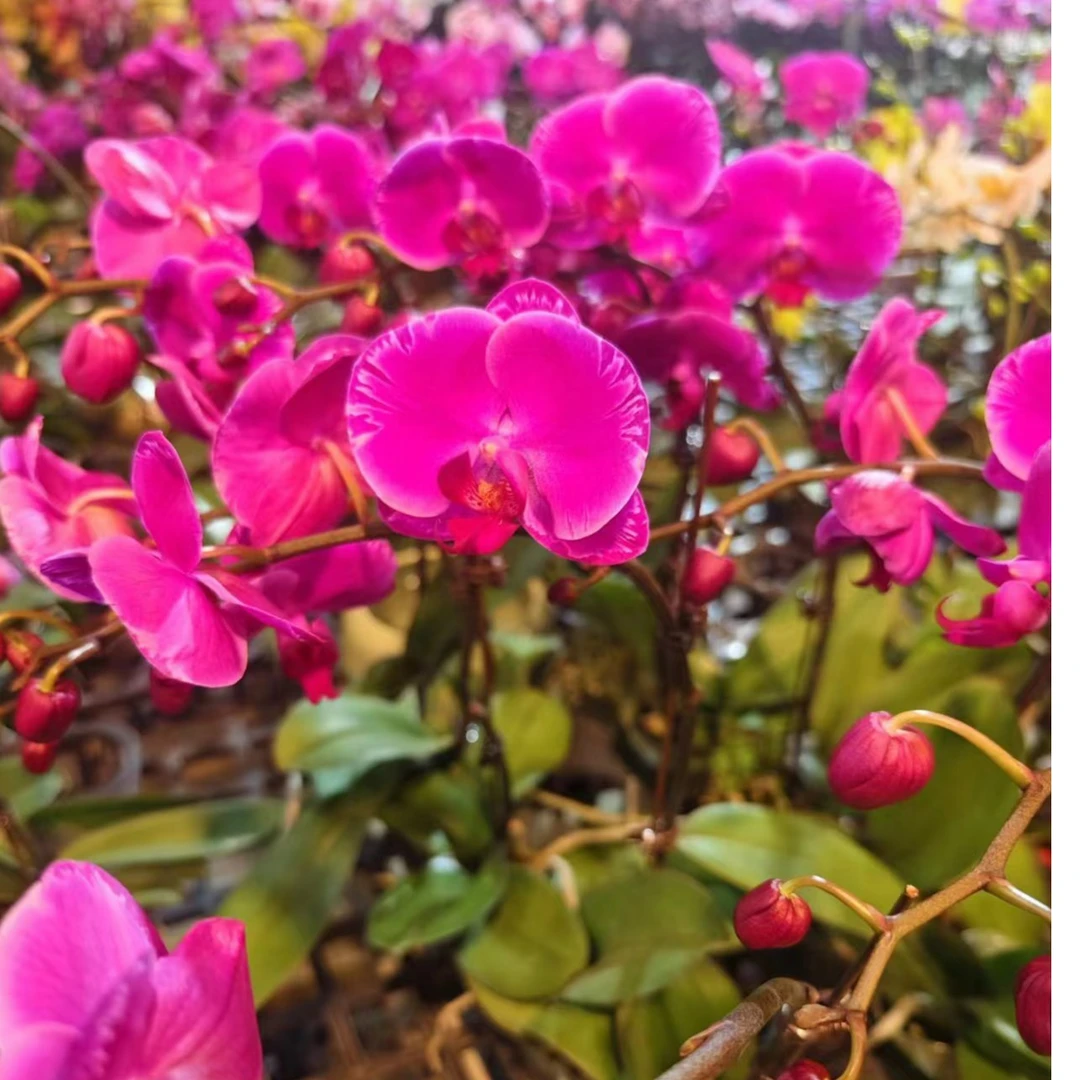 鲜花【光芒四射-全开】蝴蝶兰室内种植观赏送礼带花发货