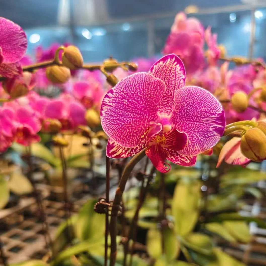 鲜花【月光美人】蝴蝶兰室内种植观赏送礼带花发货