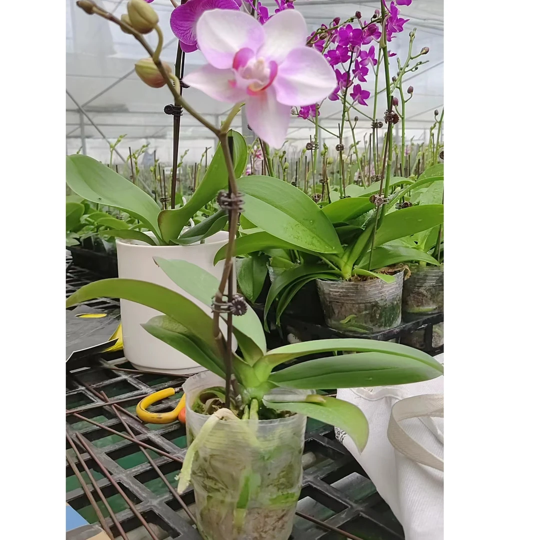 鲜花【安祖布鲁日】蝴蝶兰室内种植观赏送礼带花发货