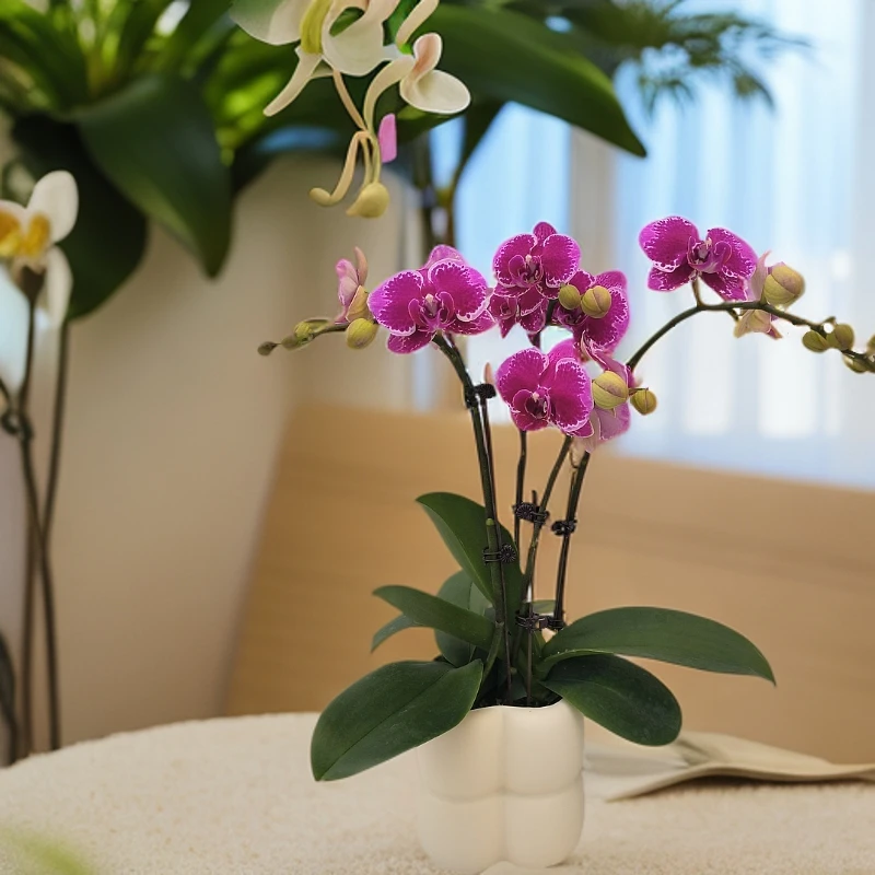 【红蝴蝶】蝴蝶兰室内种植观赏送礼带花发货