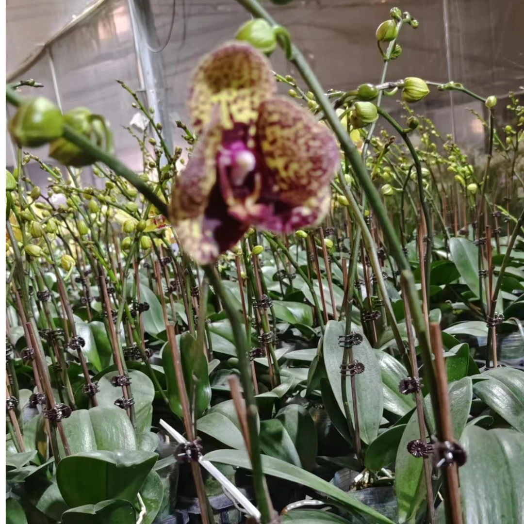 鲜花【美洲豹】蝴蝶兰室内种植观赏送礼带花发货