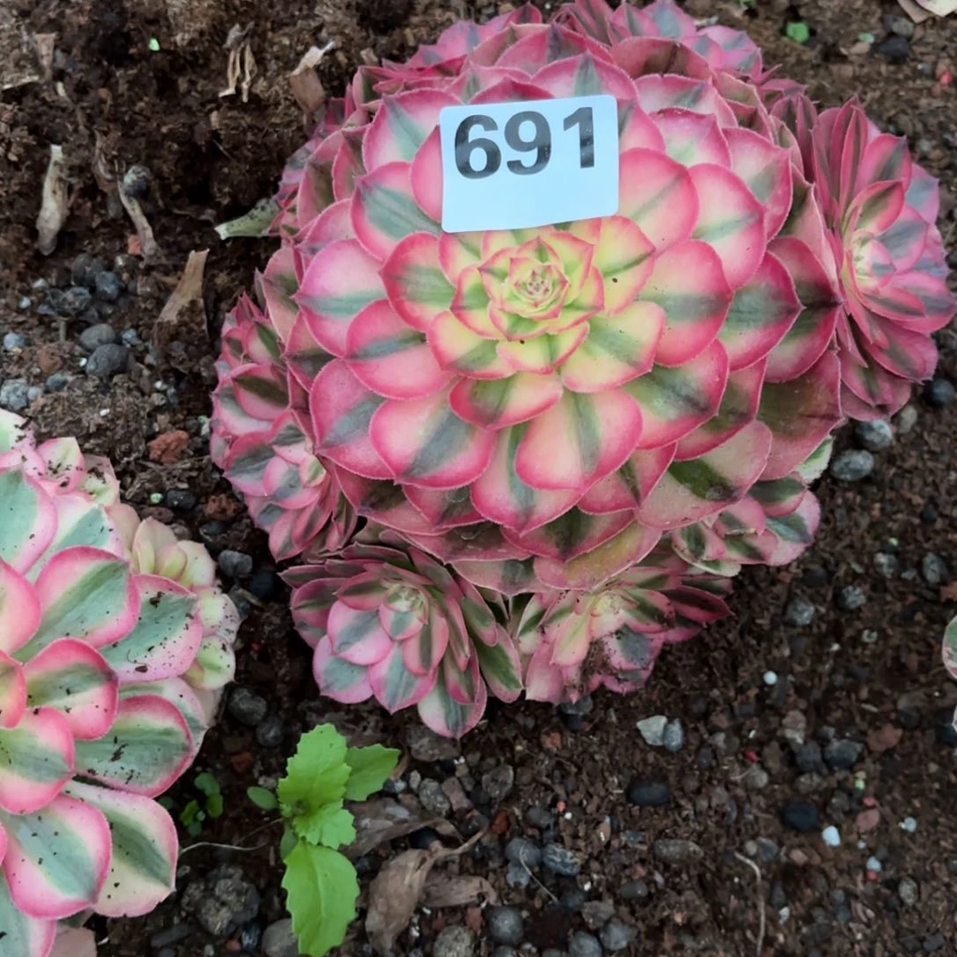 小*女倾城691寄养，