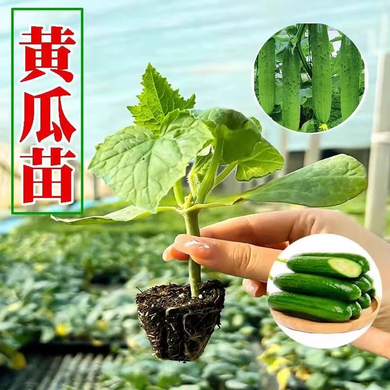 西瓜秧苗小黄瓜丝瓜苦瓜羊角蜜瓜苗绿宝甜瓜苗南瓜冬瓜盆栽蔬菜苗