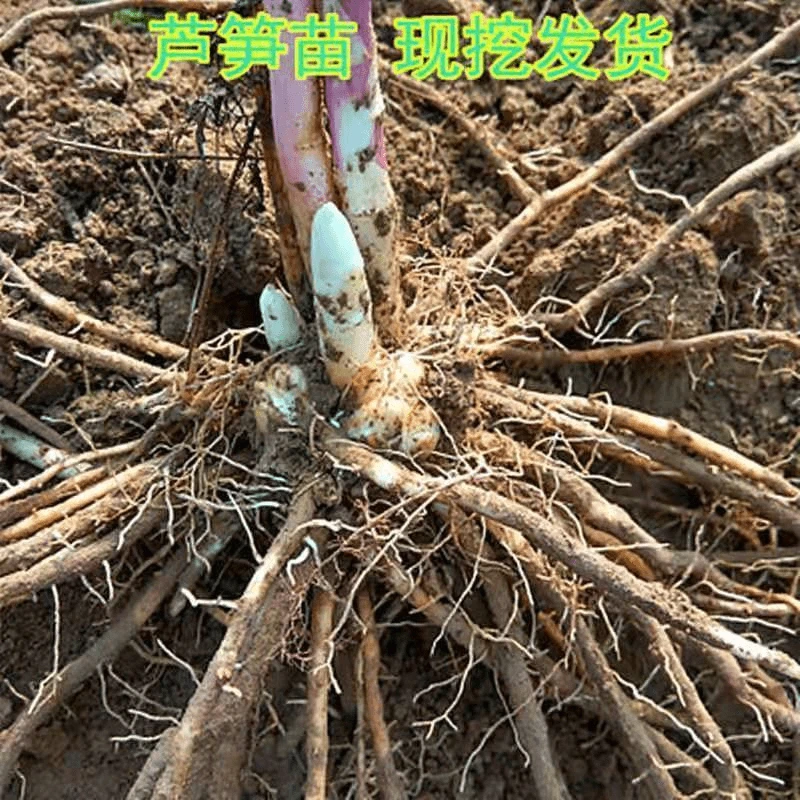 芦笋根苗绿色芦笋苗庭院四季种植多年生现挖发货