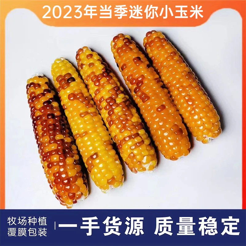 仓鼠零食玉米磨牙棒荷兰猪龙猫豚鼠兔子磨牙粮食金丝熊迷你小玉米