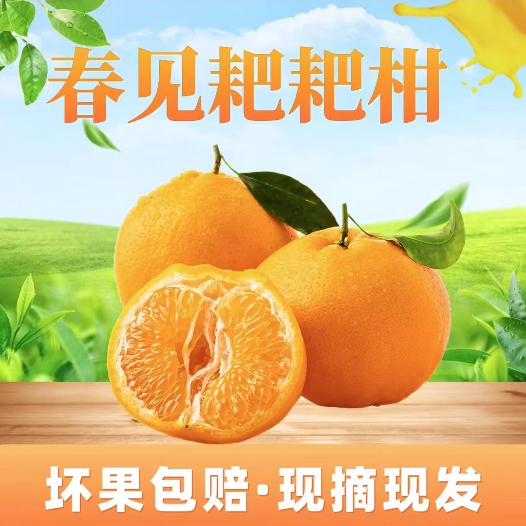 正宗四川春见耙耙柑新鲜水果当季现摘橘子皮薄多汁爽口丑八怪包邮