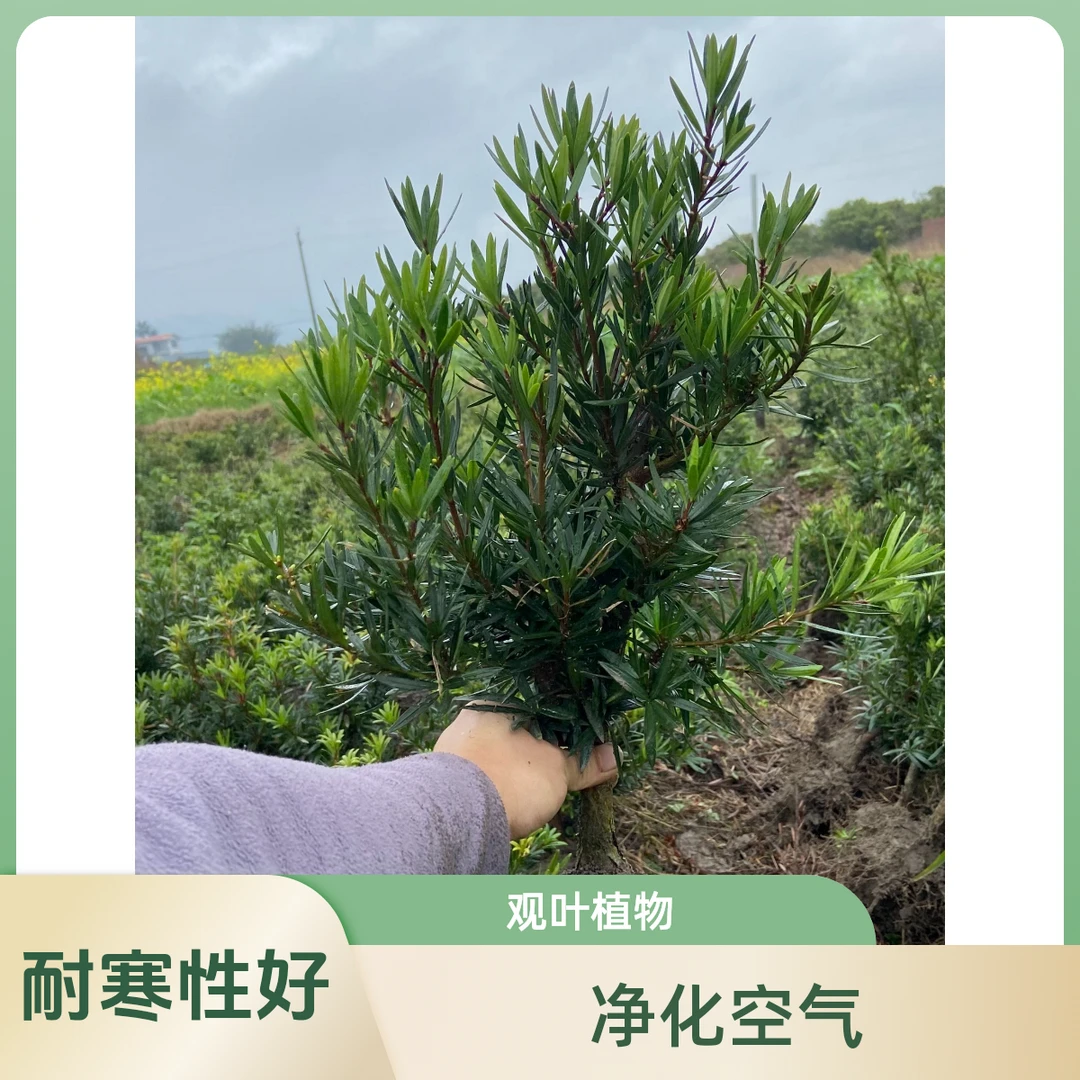直播间一物一拍盆景绿植罗汉松养护种植