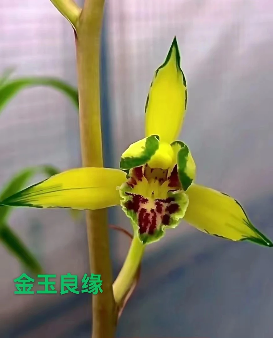 长寿兰园兰花一物一拍