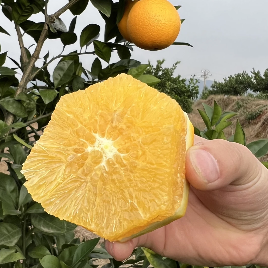 【无科技农家果】品仁义湖南耒阳郴州衡阳正宗脐橙果园直发