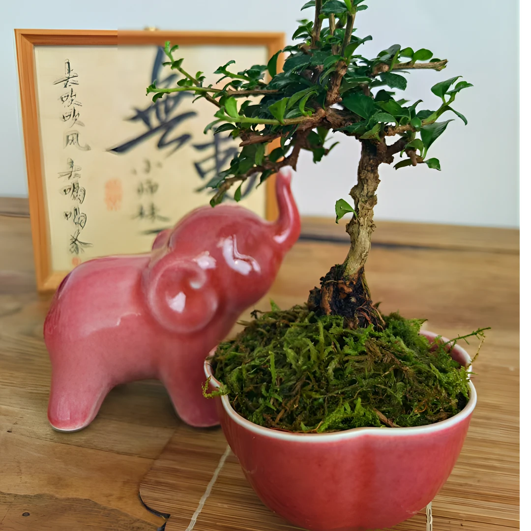 小师妹新品景德镇豇豆红花瓣花盆茶具茶桌文房（不含植物）