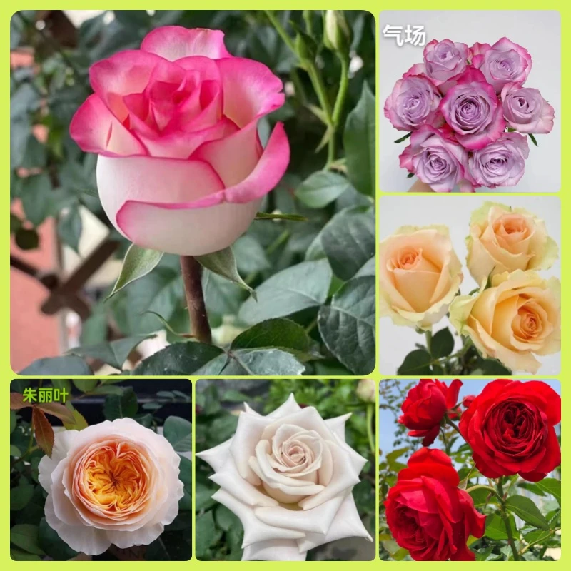 苗圃直发艾莎月季玫瑰阳台盆栽灌木欧月大花四季开花浓香庭院花卉