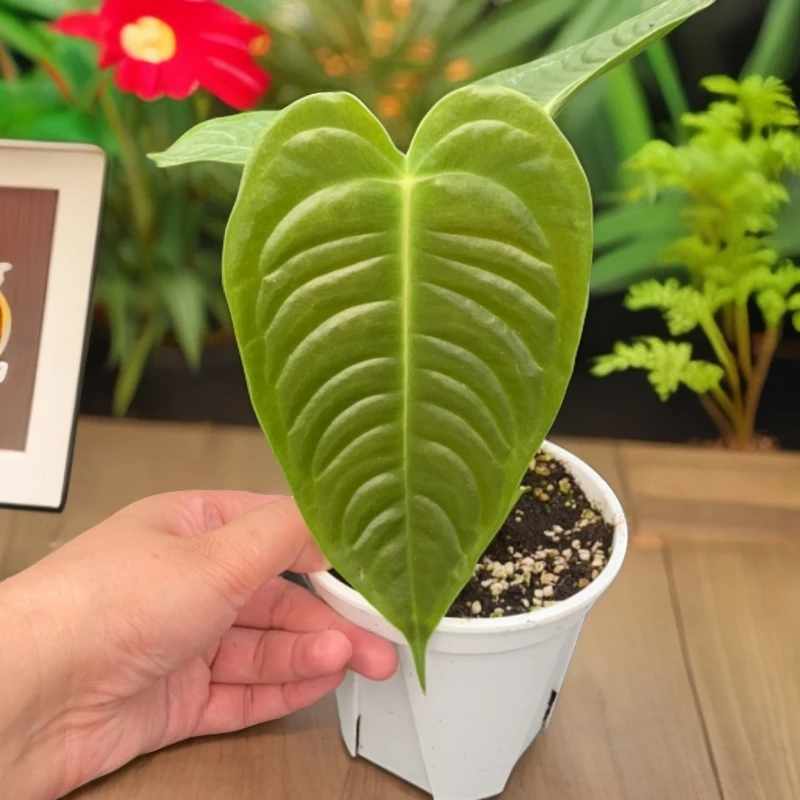 悦然 一物一拍【进口籽播火鹤王】新手可入进口籽播火鹤王小苗