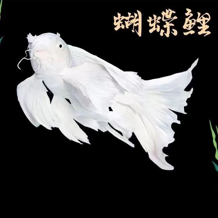 台湾纯种普身白蝴蝶锦鲤观赏鱼大鳍大尾冷水鱼好养耐活包邮包活