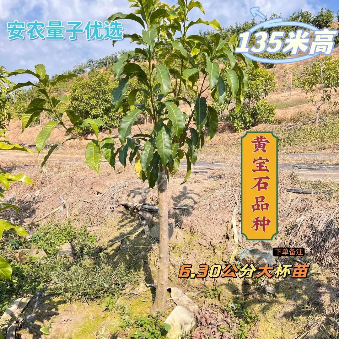 黄晶果大杯苗5/7公分砧木 黄宝石品种少胶果