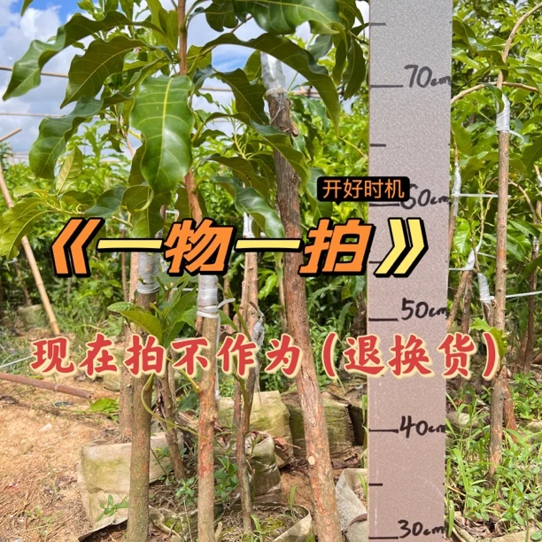 一物一拍 正宗黄宝石优选下单开好使用