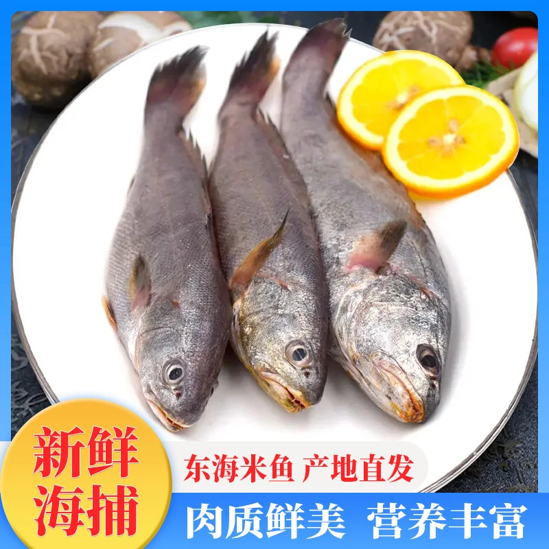 正宗东海米鱼深海鮸鱼新鲜鲜活冷冻舟山海鲜水产整箱海鱼国产生鲜