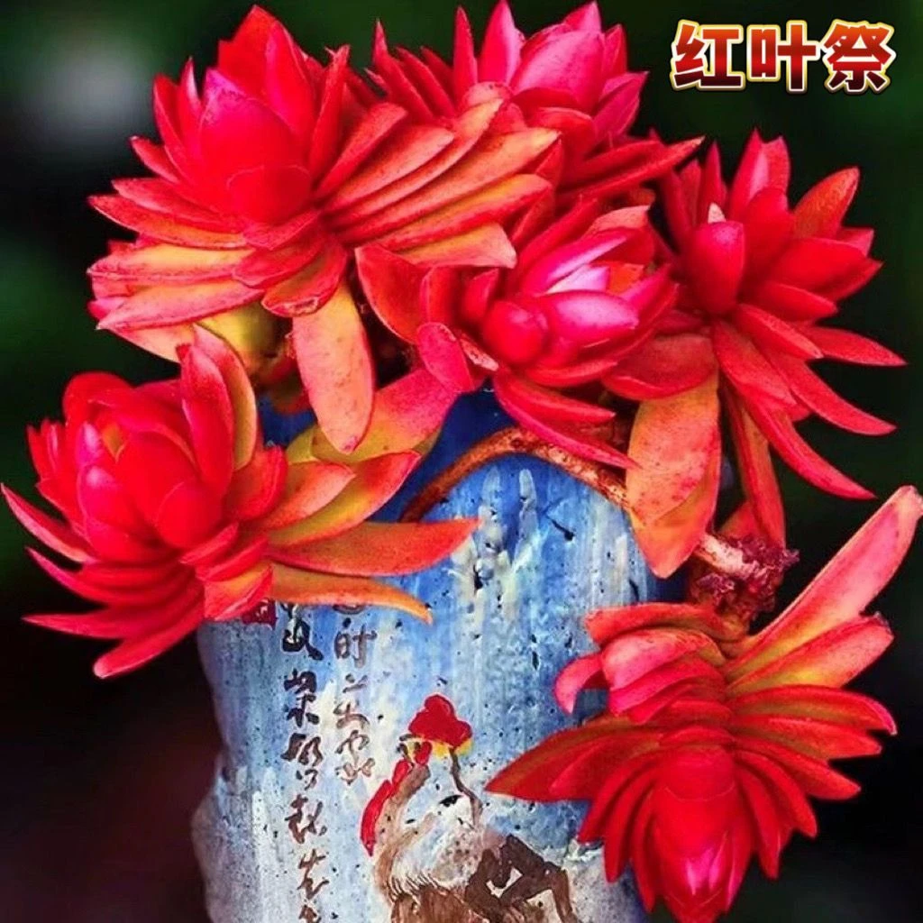 红叶祭赤鬼城多肉植物红叶祭老桩火姬红多肉绿植盆栽红红火火花卉