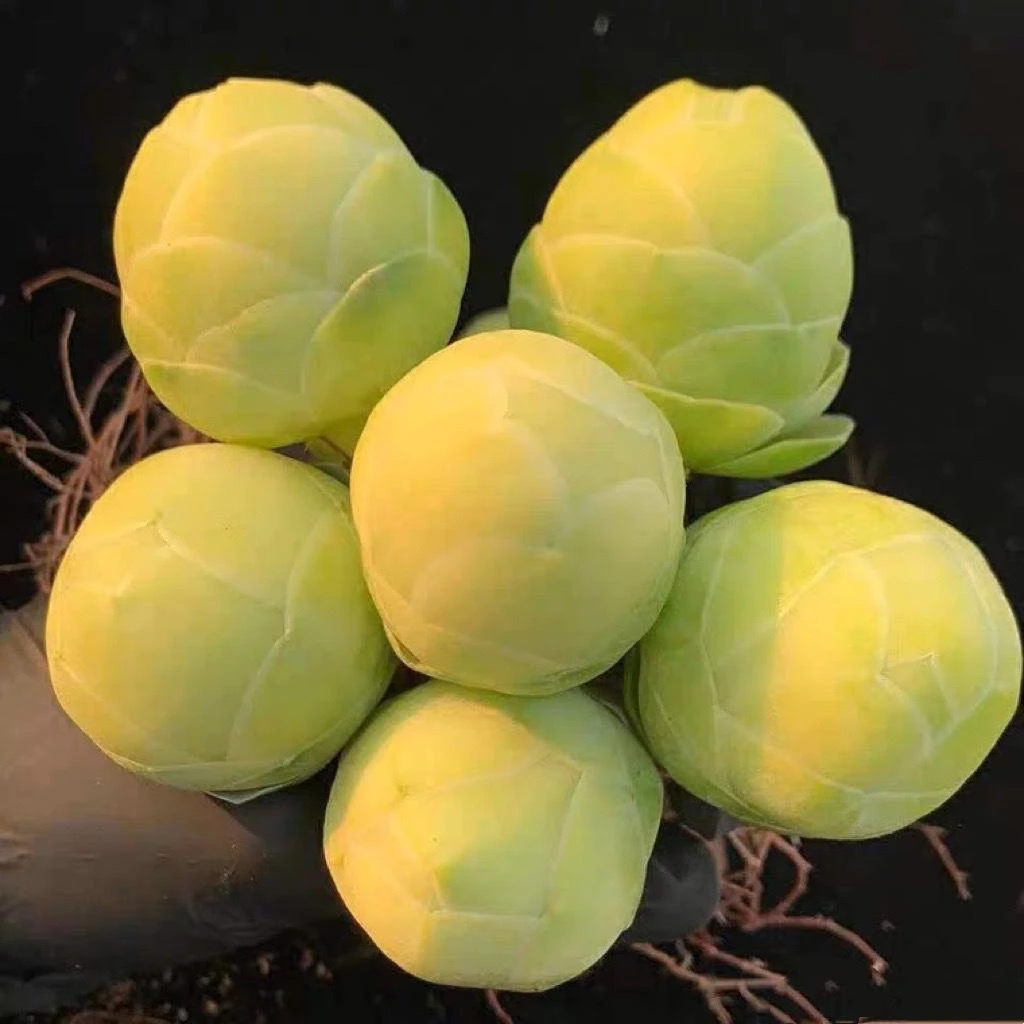 水蜜桃玫瑰多肉植物山地玫瑰群生多头酒杯玫瑰鸡蛋室内四季防辐射