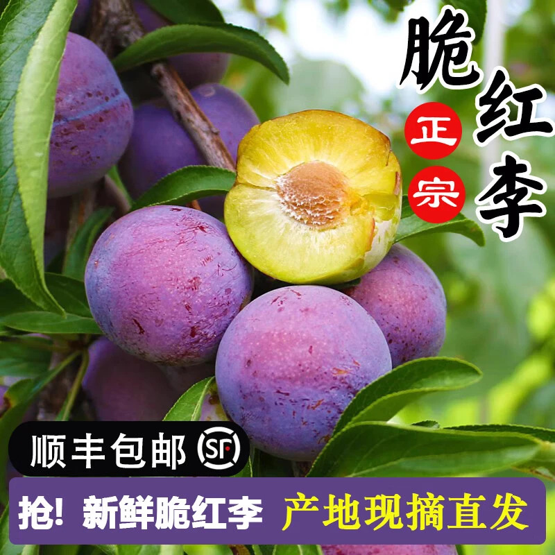 正宗汶川脆红李四川脱骨李子红脆李新鲜水果应季孕妇水果生鲜顺丰