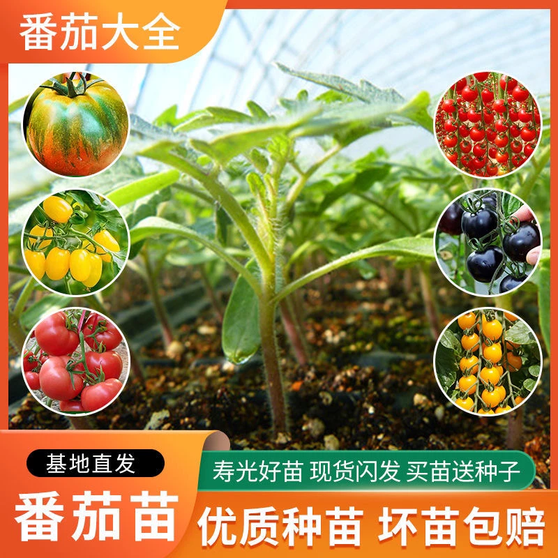 寿光西红柿苗千禧圣女果瀑布樱桃黑骑士阳台庭院种植黑番茄洋柿子