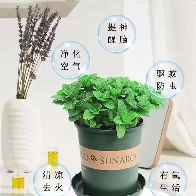 西藏包邮薄荷种子可食用柠檬薄荷驱蚊虫四季室内外庭院阳台盆栽