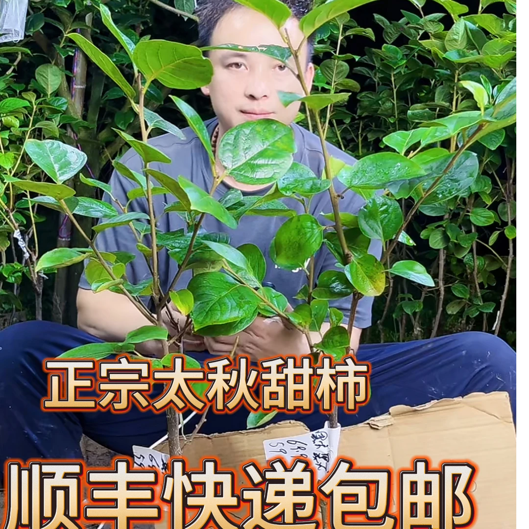 小阳哥正宗嫁接太秋甜柿子无籽家庭地栽南北适宜