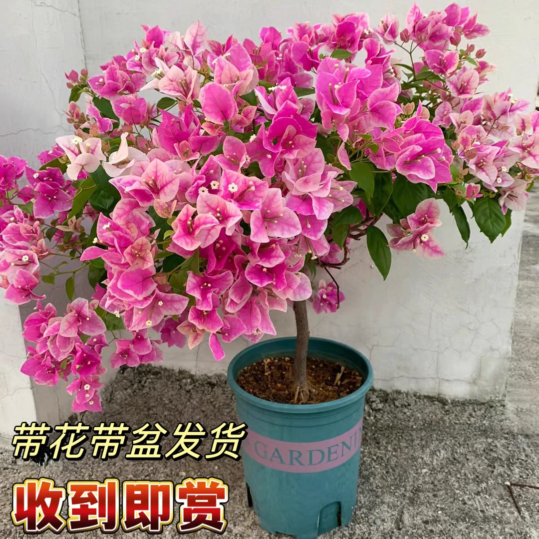 （漳红樱百变花蝴蝶）三角梅带花发货四季开花花卉