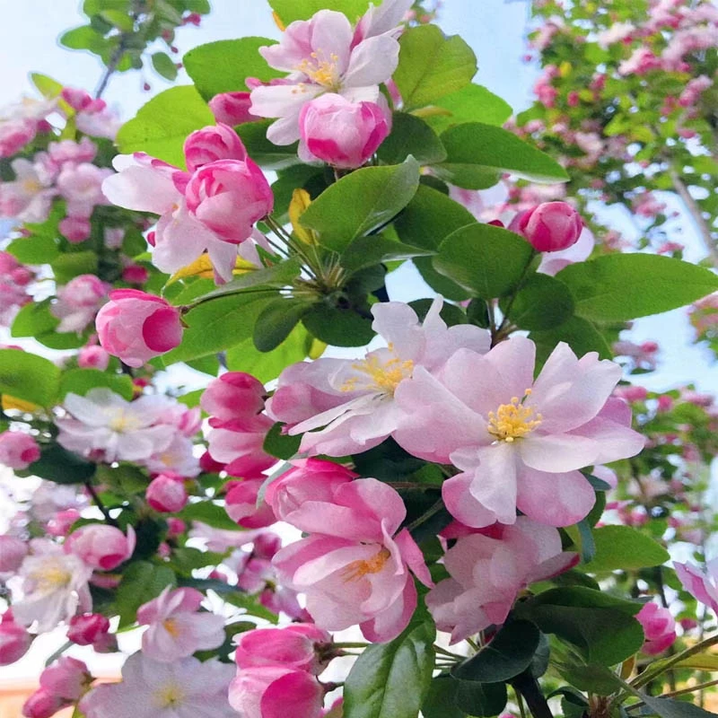 海棠树苗南北方庭院种植西府垂丝北美海棠花树苗地栽盆栽花卉植物