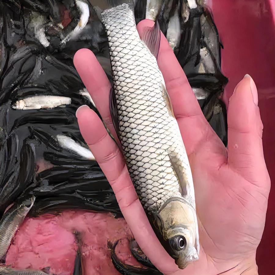正宗草鱼苗大头鱼淡水活体鲢鳙鱼雄鱼胖头鱼苗食用草鱼苗四大家鱼