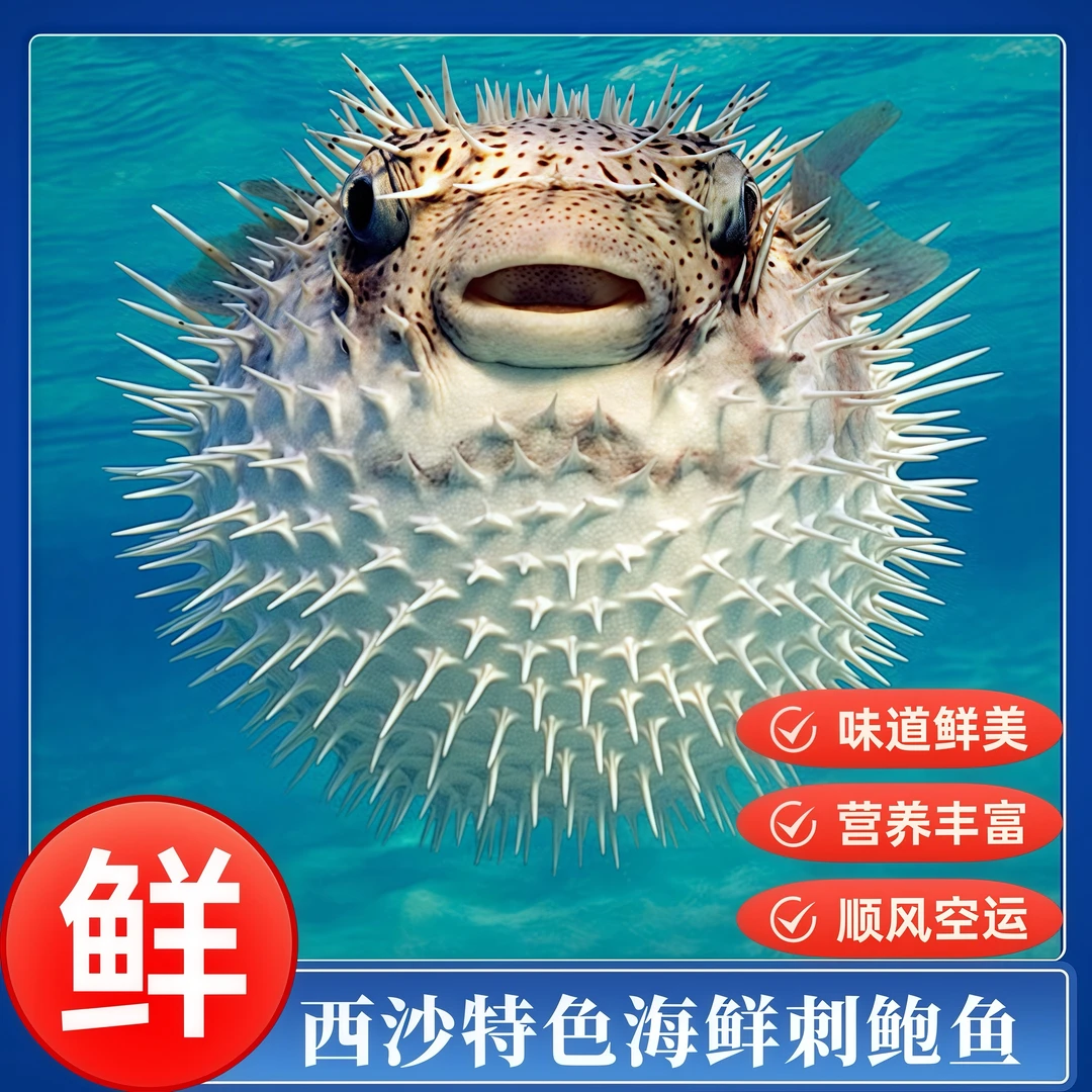 【刺鲍鱼礼品装】海南特产海鲜 刺鲍鱼 刺龟鱼 包邮到家