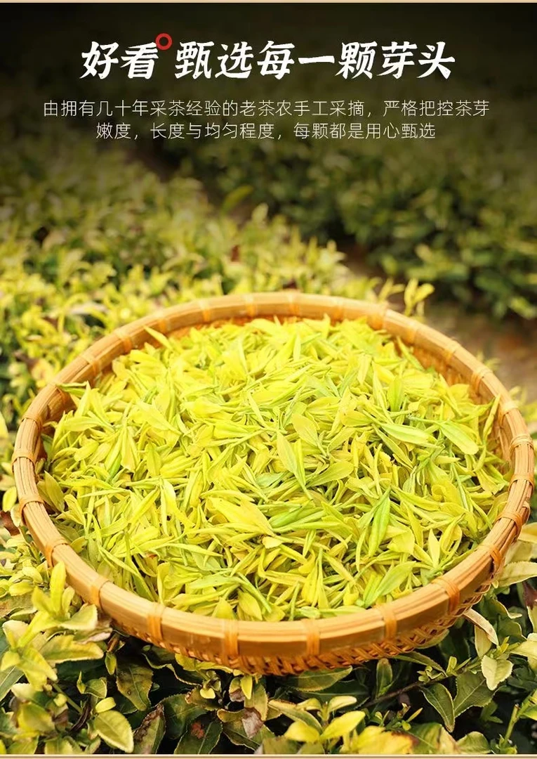 2024 新茶黄金芽 头春头采高山春茶嫩芽 奶香  鲜爽回甘
