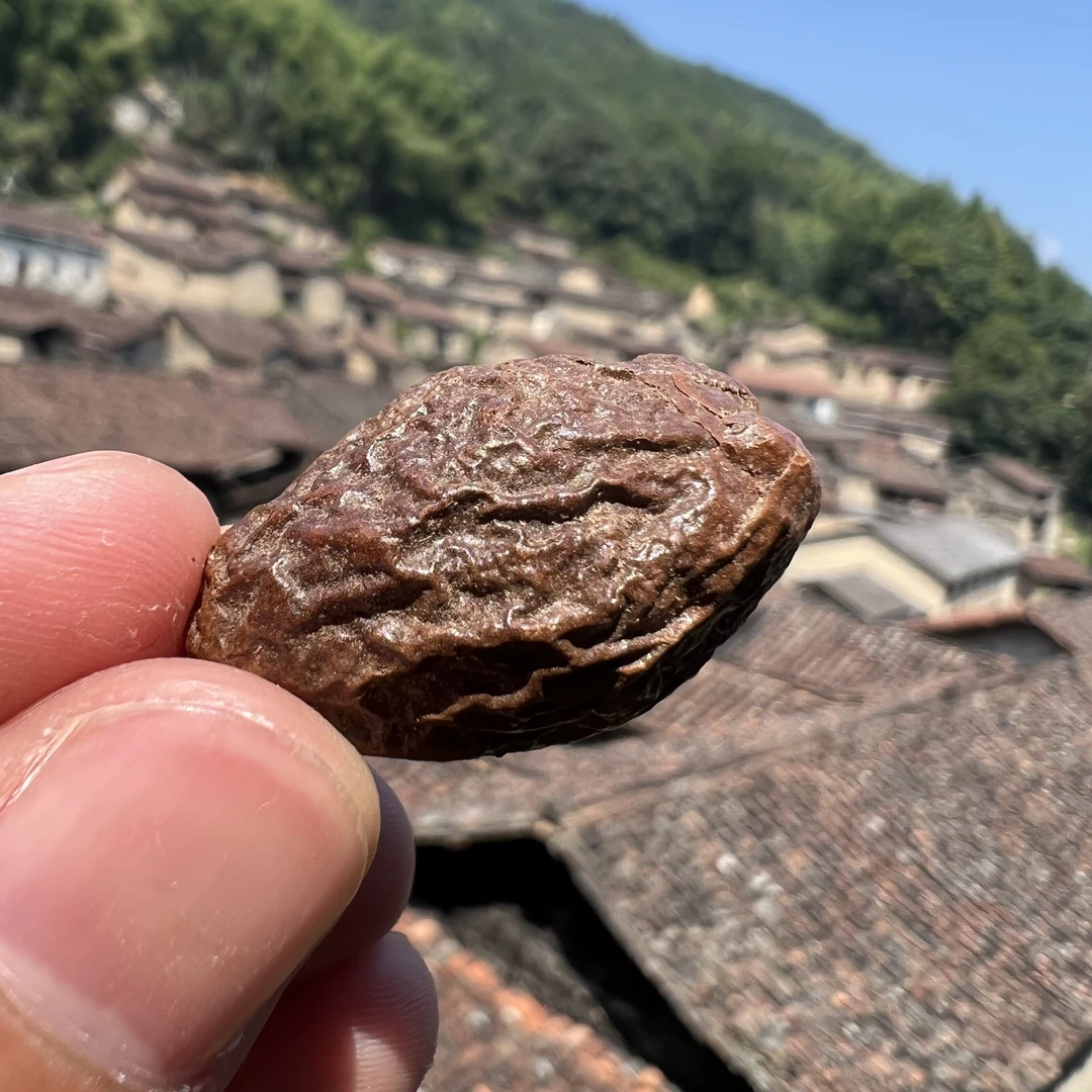 高山  农家 胖大海果