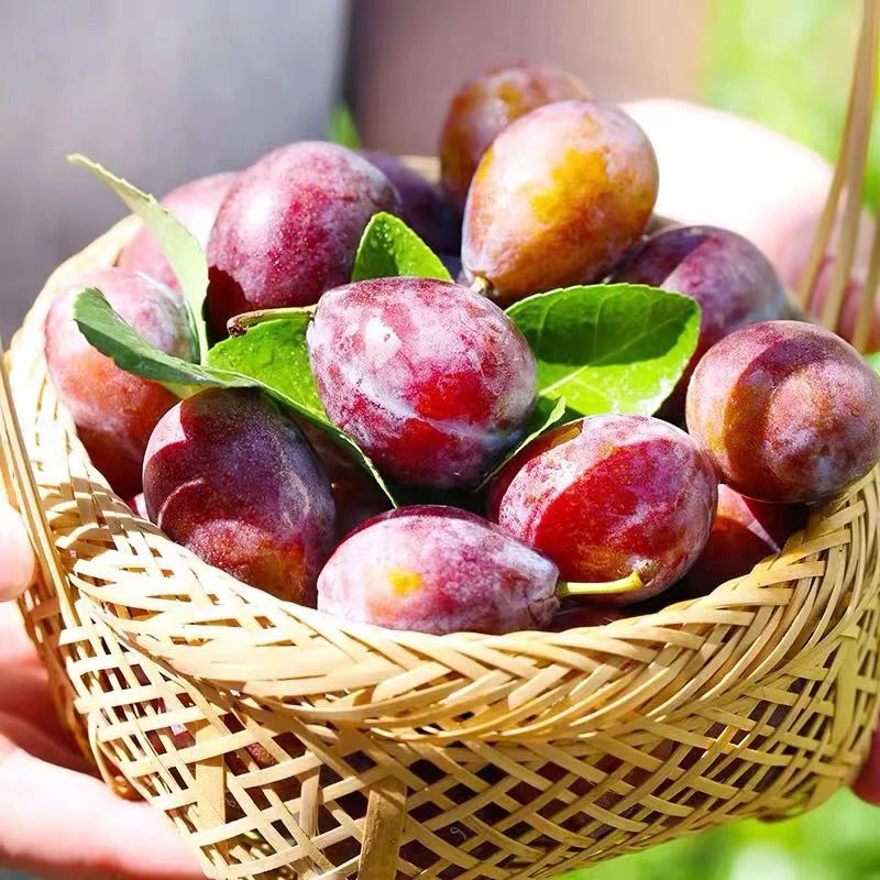 【果然好】智利进口新鲜西梅肉厚核小鲜甜多汁新鲜应季孕妇水果