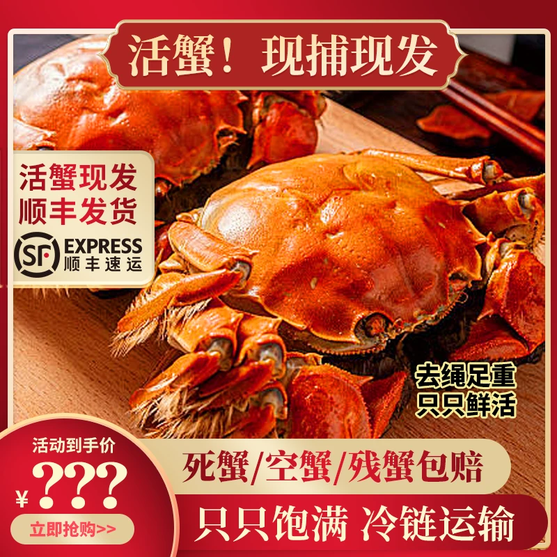 【活蟹现发】全母蟹2.6两-2.3两10只精品大闸蟹礼盒装苏蟹