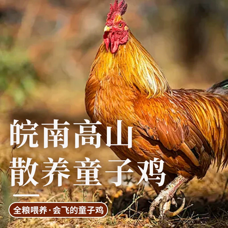 童子鸡未打鸣皖南山林农家散养新鲜现杀清蒸0激0抗0农残0重金属