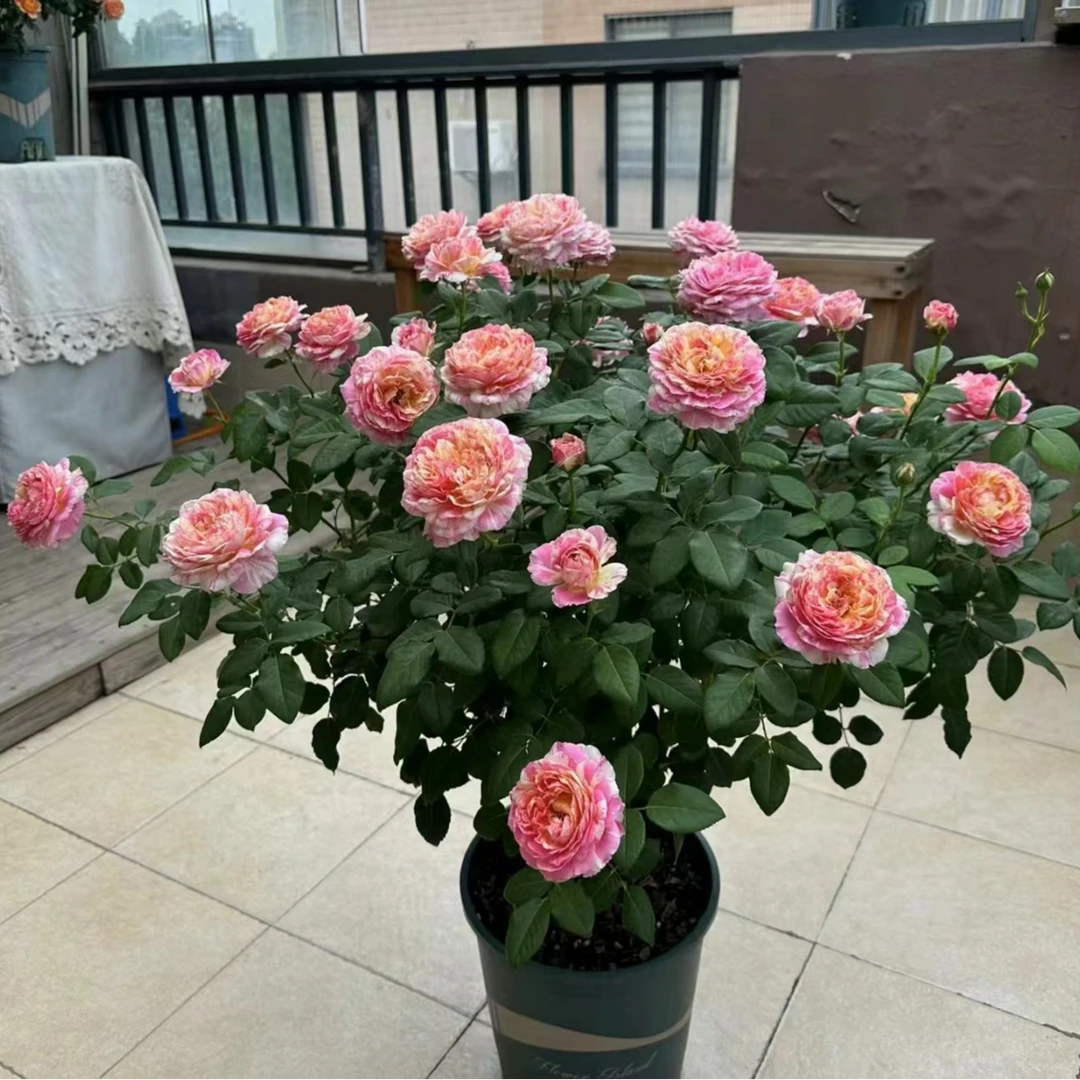 莫奈大花浓香月季花苗大花浓香条纹多季开花灌木阳台庭院月季玫瑰