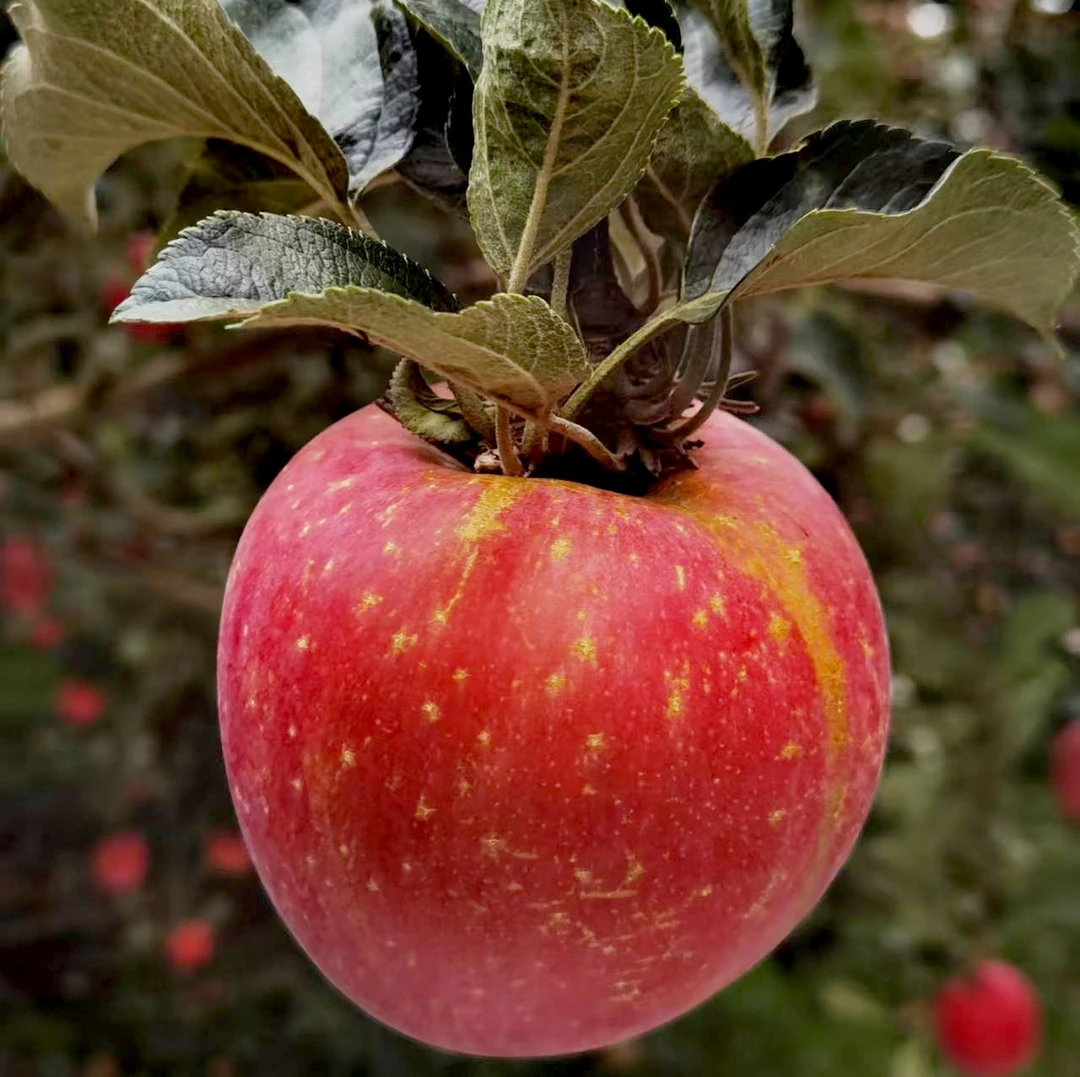 云南昭通冰糖心丑苹果正宗高原红露鲜果富士脆甜多汁当季自然成熟