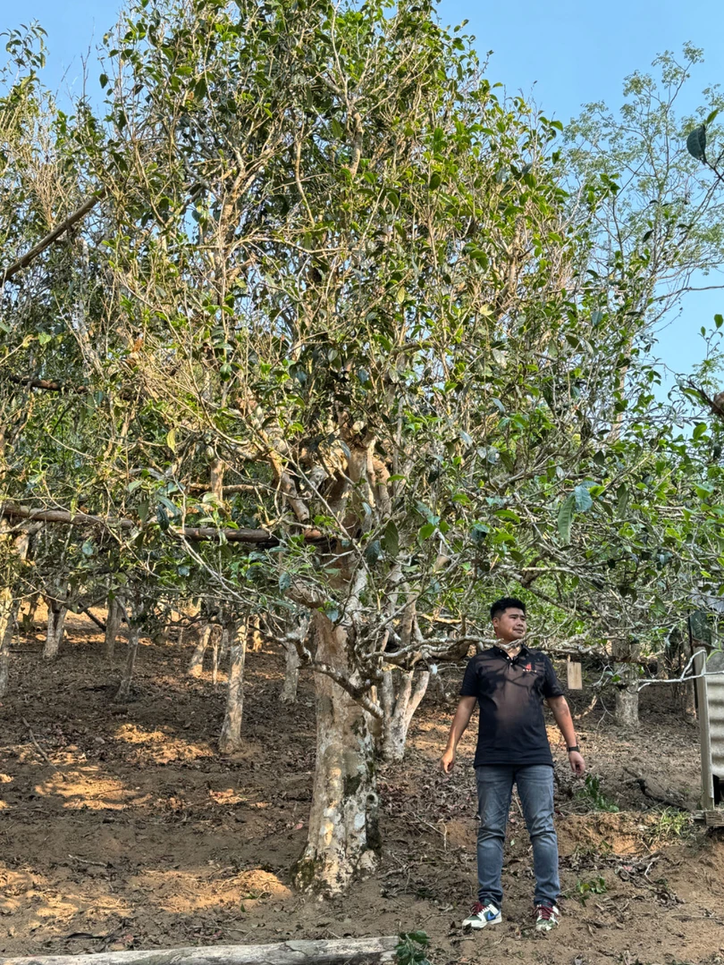 玉萍号 老班章茶王地杰帕地块 挑采古树  散茶  生茶（拆封不退）