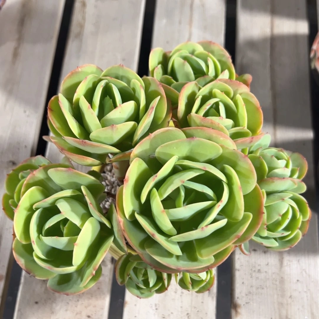 天使的碧桃一百五