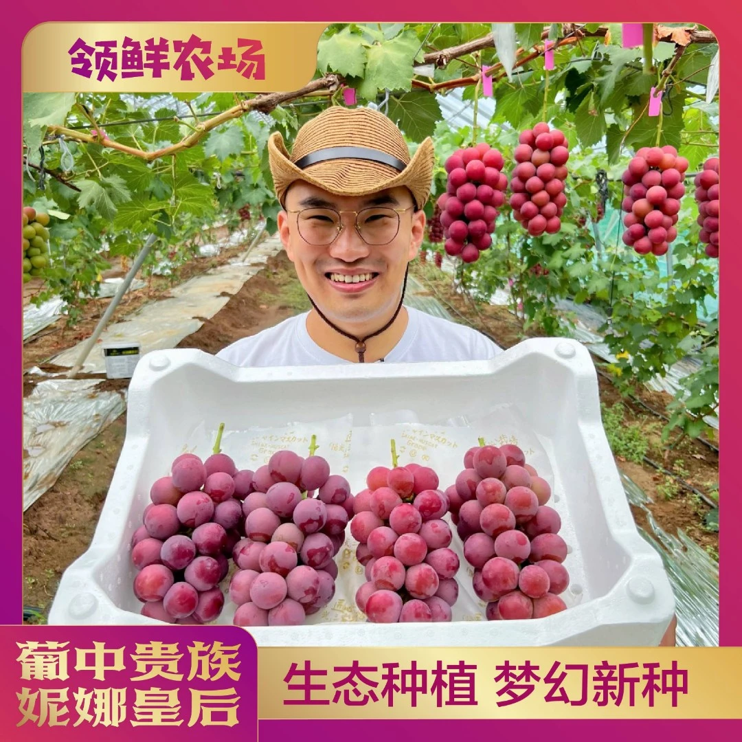 新鲜采摘 稀有妮娜皇后葡萄 纯甜无籽高甜浓香回甘奶香 顺丰包邮