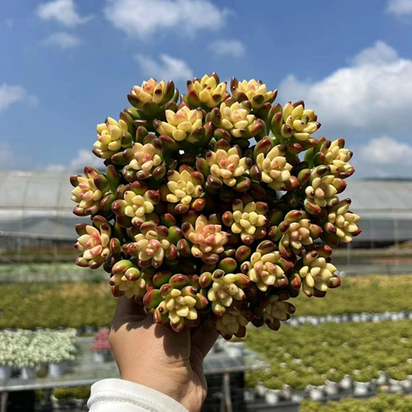 R彩虹香豆  云南基地直发 阳台多肉耐旱带盆带土 萌萌多肉