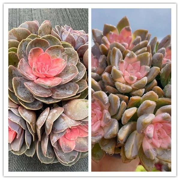 X  牡丹仙子组合 莲花座 新手好养 云南直发 喜阳耐旱