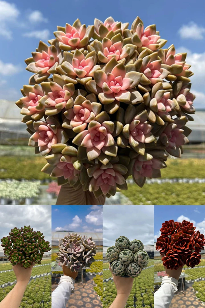 R粉樱花套餐云南基地直发 阳台多肉耐旱带盆带土