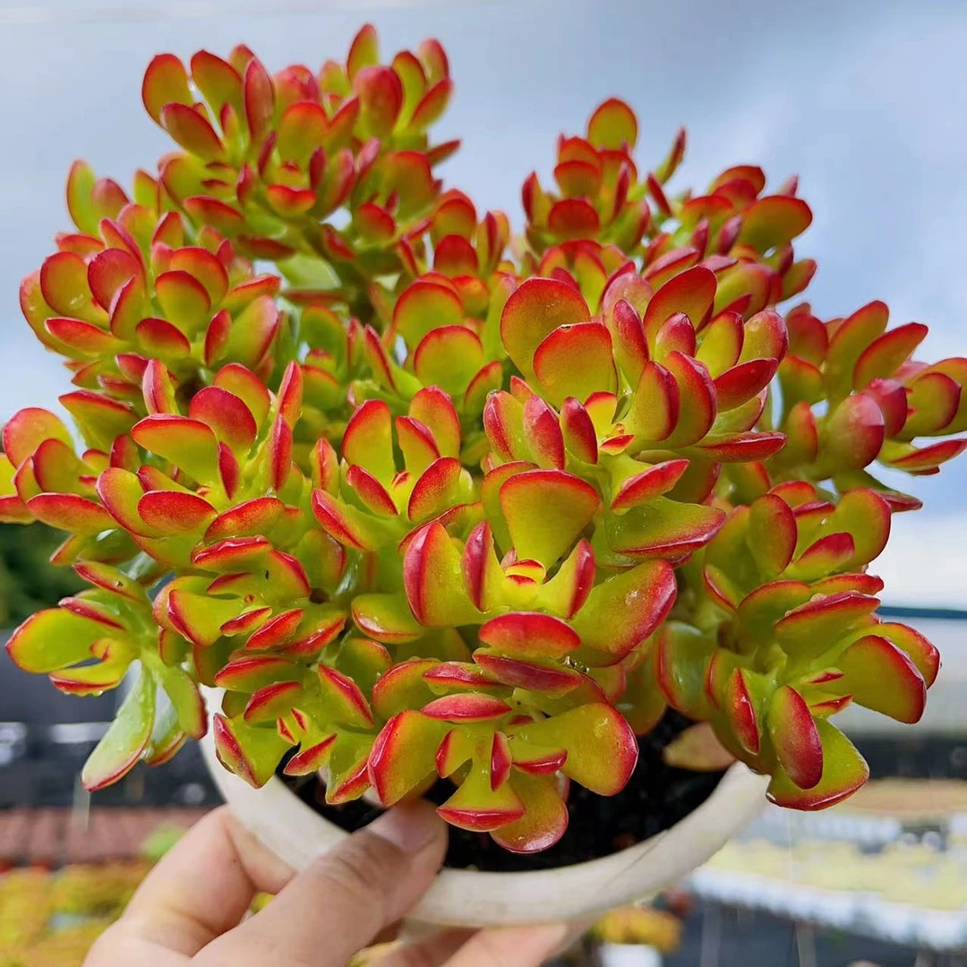 X 红叶玉树（16-18公分）精品多肉云南直发耐旱种植新手好养